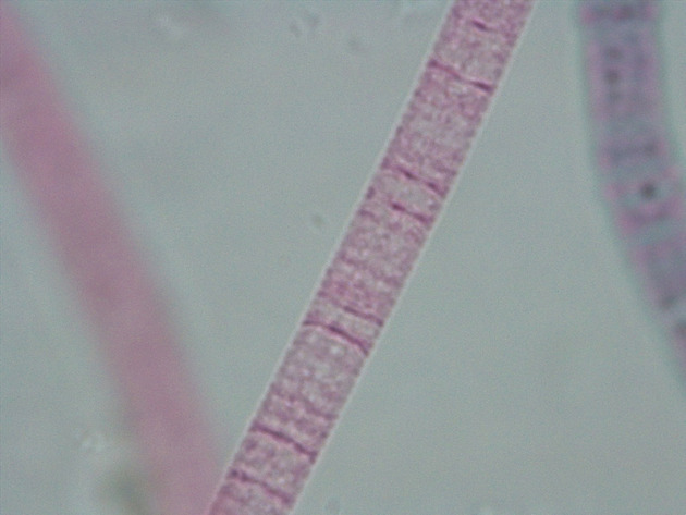 Oscillatoria Slides - Oscillatoria 02 200X